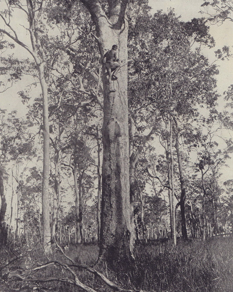 Indigenous aboriginal people of Australia. STODDARD 1895 old antique print